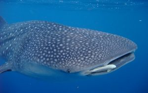 Padre Burgos Castle Resort - Whale Shark