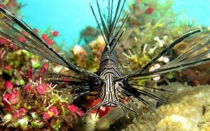 Padre Burgos Castle Resort - Lion Fish