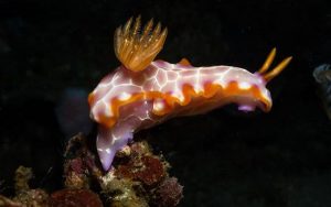 Padre Burgos Castle Resort - Nudibranch - DIving