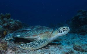 Padre Burgos Castle Resort - Sea Turtle
